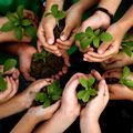 Kinderhände mit Pflanzen und Erde